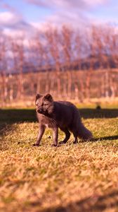 Preview wallpaper arctic fox, polar fox, grass, walk