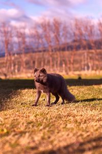 Preview wallpaper arctic fox, polar fox, grass, walk