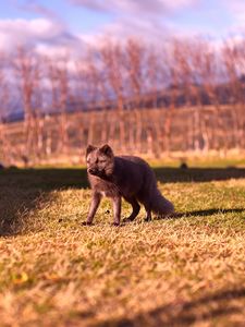 Preview wallpaper arctic fox, polar fox, grass, walk