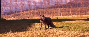 Preview wallpaper arctic fox, polar fox, grass, walk