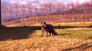 Preview wallpaper arctic fox, polar fox, grass, walk