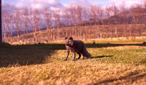 Preview wallpaper arctic fox, polar fox, grass, walk