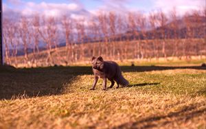 Preview wallpaper arctic fox, polar fox, grass, walk