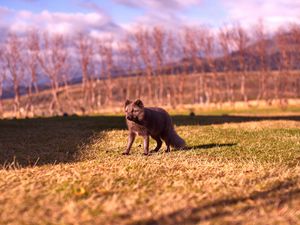 Preview wallpaper arctic fox, polar fox, grass, walk