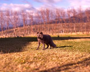 Preview wallpaper arctic fox, polar fox, grass, walk