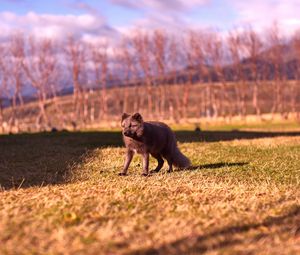 Preview wallpaper arctic fox, polar fox, grass, walk