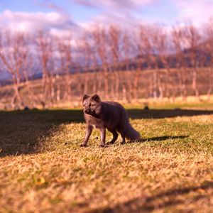 Preview wallpaper arctic fox, polar fox, grass, walk