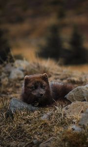 Preview wallpaper arctic fox, polar fox, lies, wildlife