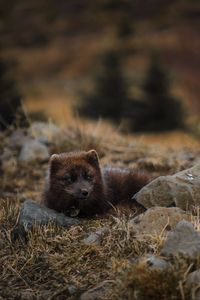 Preview wallpaper arctic fox, polar fox, lies, wildlife