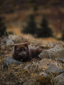 Preview wallpaper arctic fox, polar fox, lies, wildlife