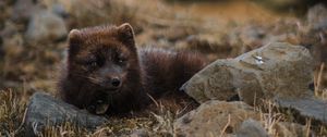 Preview wallpaper arctic fox, polar fox, lies, wildlife