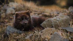 Preview wallpaper arctic fox, polar fox, lies, wildlife