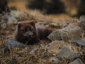 Preview wallpaper arctic fox, polar fox, lies, wildlife