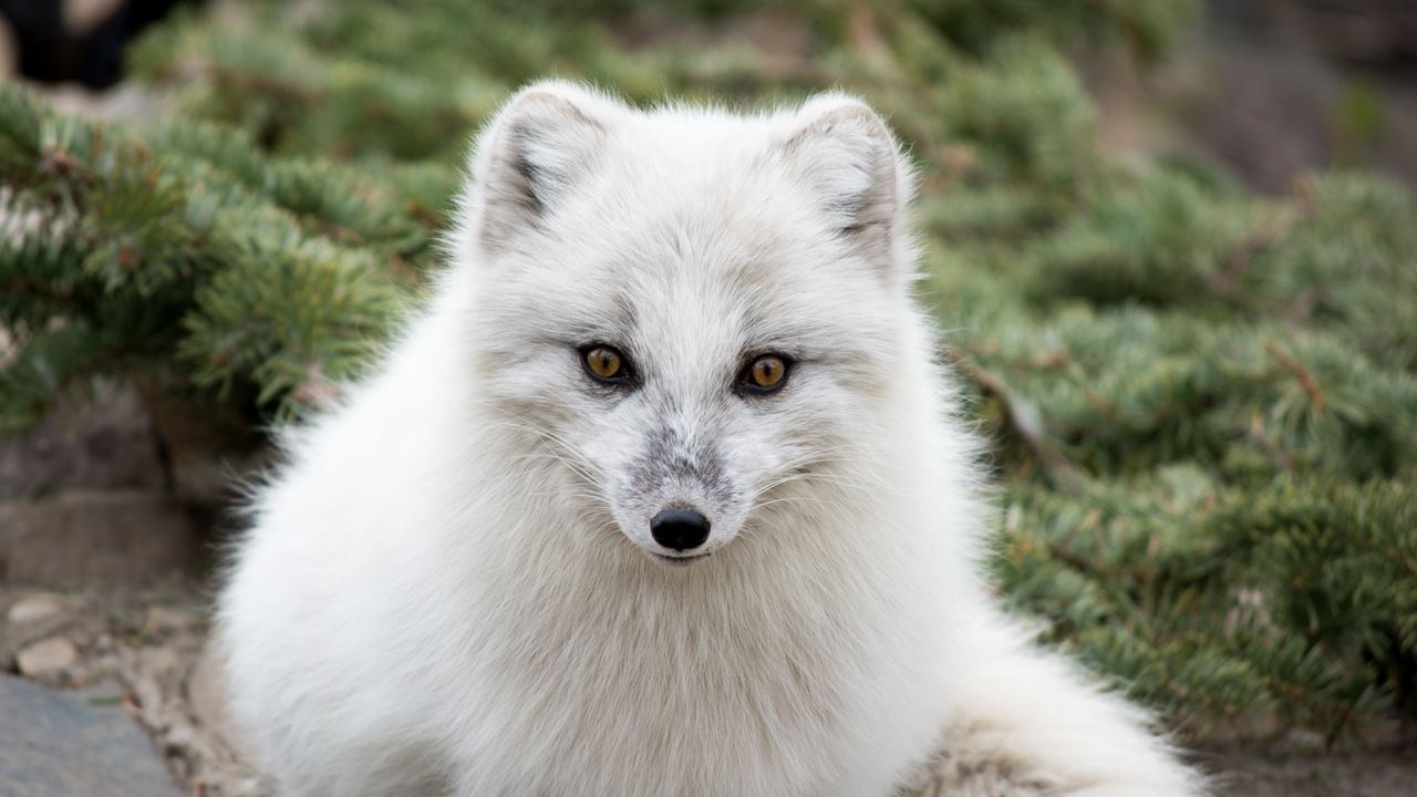 Wallpaper arctic fox, polar fox, predator, muzzle, white, fur