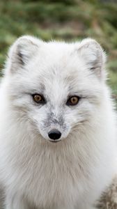 Preview wallpaper arctic fox, polar fox, predator, muzzle, white, fur