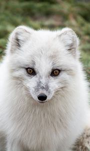 Preview wallpaper arctic fox, polar fox, predator, muzzle, white, fur