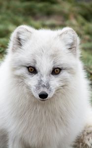 Preview wallpaper arctic fox, polar fox, predator, muzzle, white, fur