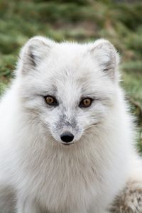 Preview wallpaper arctic fox, polar fox, predator, muzzle, white, fur