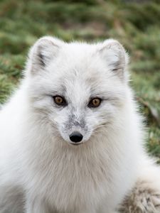 Preview wallpaper arctic fox, polar fox, predator, muzzle, white, fur