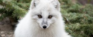 Preview wallpaper arctic fox, polar fox, predator, muzzle, white, fur