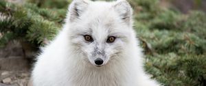 Preview wallpaper arctic fox, polar fox, predator, muzzle, white, fur