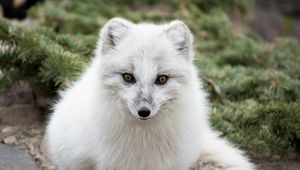 Preview wallpaper arctic fox, polar fox, predator, muzzle, white, fur