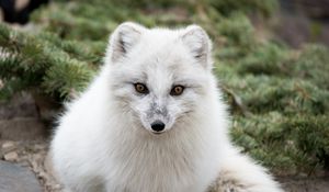 Preview wallpaper arctic fox, polar fox, predator, muzzle, white, fur