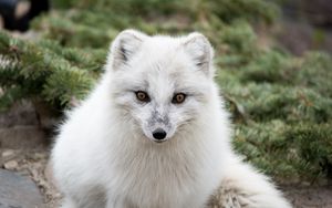 Preview wallpaper arctic fox, polar fox, predator, muzzle, white, fur