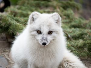 Preview wallpaper arctic fox, polar fox, predator, muzzle, white, fur