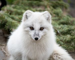 Preview wallpaper arctic fox, polar fox, predator, muzzle, white, fur