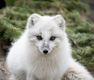 Preview wallpaper arctic fox, polar fox, predator, muzzle, white, fur