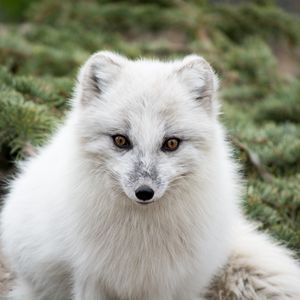 Preview wallpaper arctic fox, polar fox, predator, muzzle, white, fur