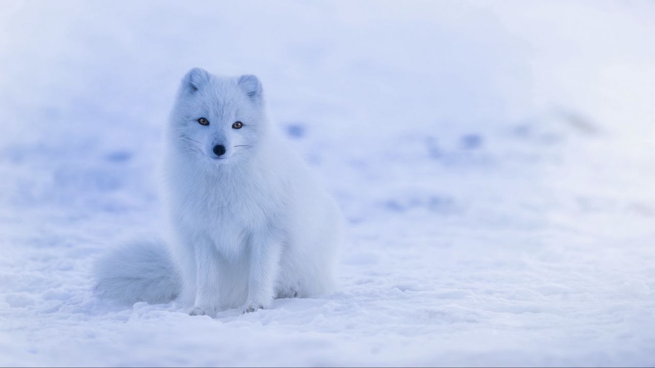 Wallpaper arctic fox, polar fox, snow