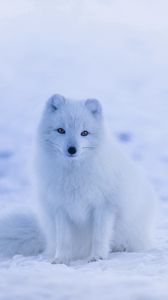 Preview wallpaper arctic fox, polar fox, snow