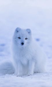 Preview wallpaper arctic fox, polar fox, snow