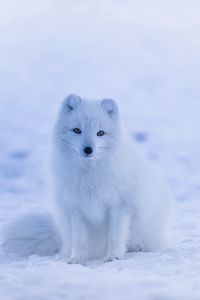 Preview wallpaper arctic fox, polar fox, snow