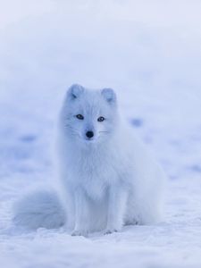 Preview wallpaper arctic fox, polar fox, snow