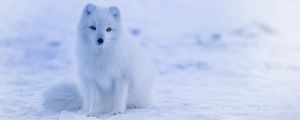 Preview wallpaper arctic fox, polar fox, snow