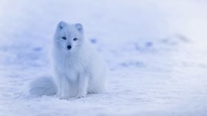 Preview wallpaper arctic fox, polar fox, snow