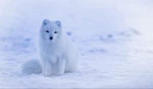 Preview wallpaper arctic fox, polar fox, snow