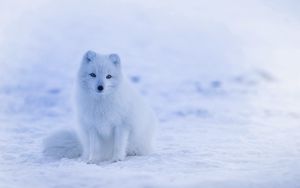 Preview wallpaper arctic fox, polar fox, snow