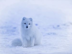 Preview wallpaper arctic fox, polar fox, snow