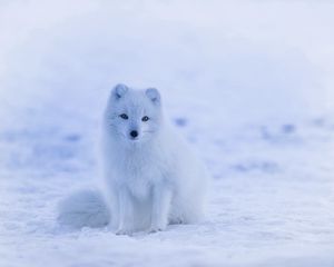 Preview wallpaper arctic fox, polar fox, snow