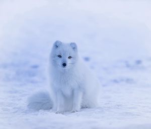 Preview wallpaper arctic fox, polar fox, snow