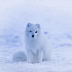 Preview wallpaper arctic fox, polar fox, snow