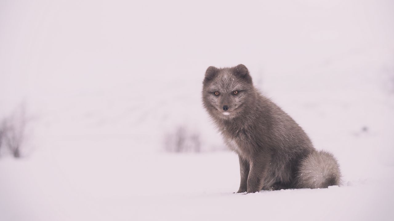 Wallpaper arctic fox, polar fox, snow, sits