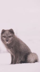 Preview wallpaper arctic fox, polar fox, snow, sits