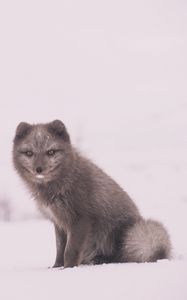 Preview wallpaper arctic fox, polar fox, snow, sits