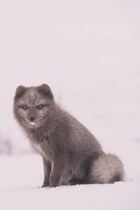 Preview wallpaper arctic fox, polar fox, snow, sits