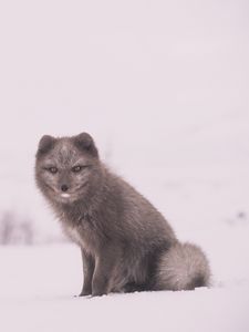 Preview wallpaper arctic fox, polar fox, snow, sits